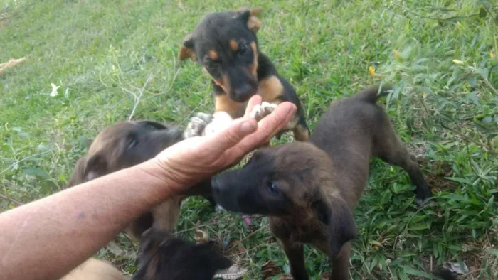 Cachorro ra a Vira lata com Cane Corso idade Abaixo de 2 meses nome Viralatinhas Cane Co