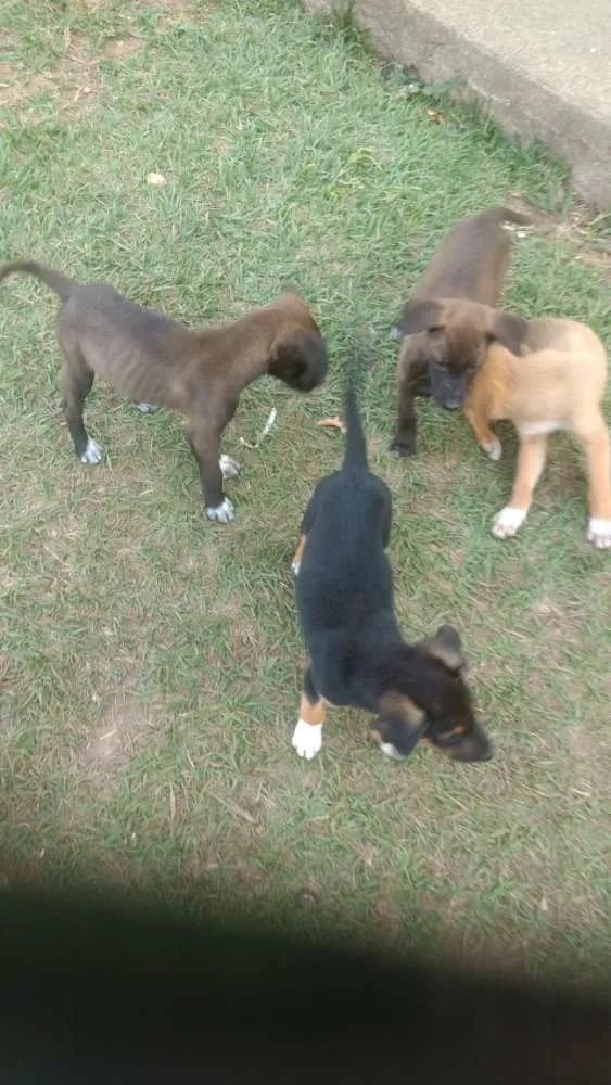 Cachorro ra a Vira lata com Cane Corso idade Abaixo de 2 meses nome Viralatinhas Cane Co