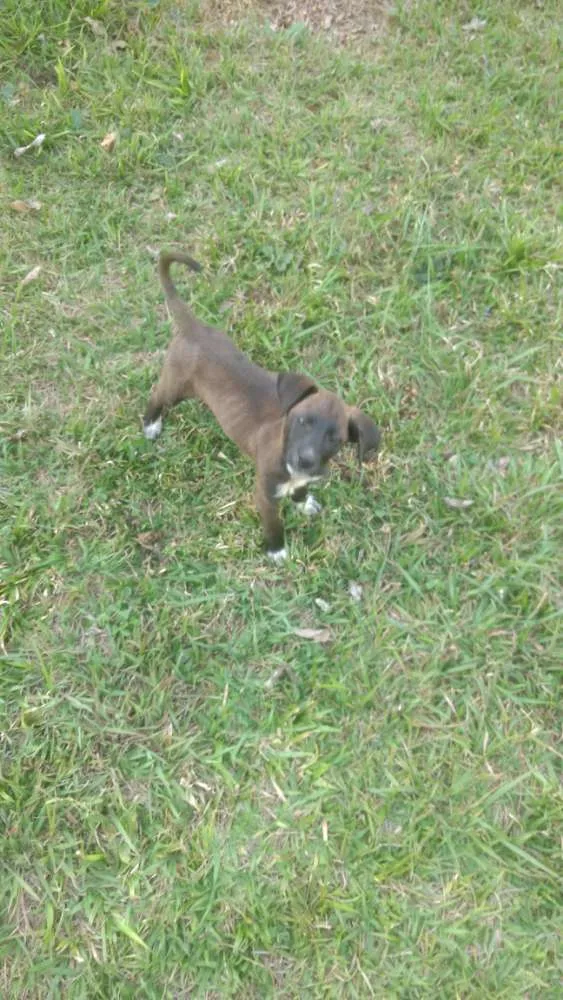 Cachorro ra a Vira lata com Cane Corso idade Abaixo de 2 meses nome Viralatinhas Cane Co