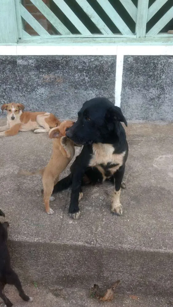 Cachorro ra a Vira lata com Cane Corso idade Abaixo de 2 meses nome Viralatinhas Cane Co