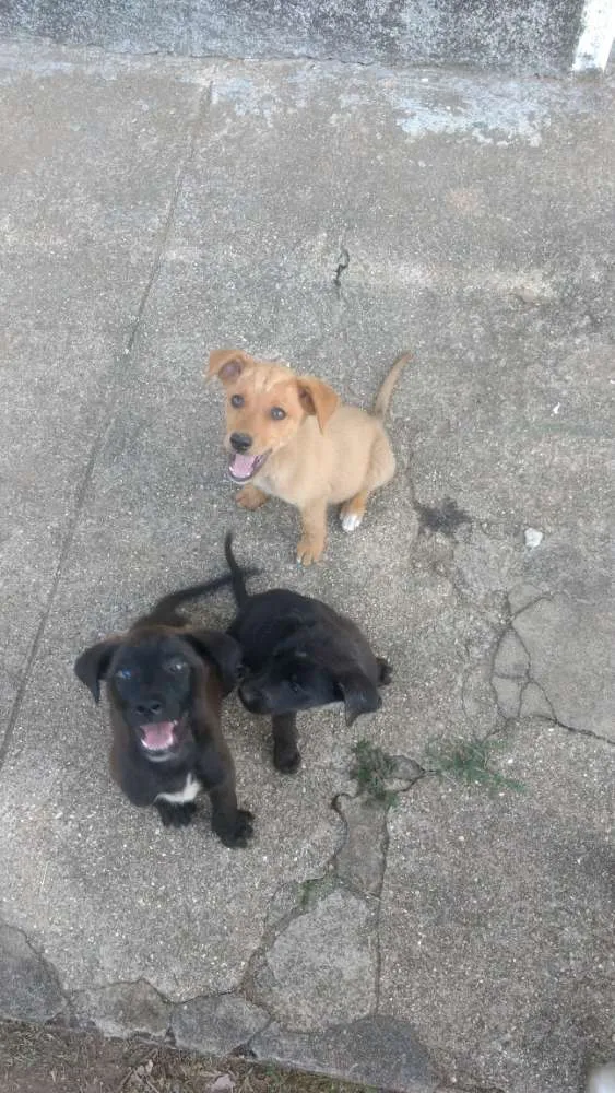 Cachorro ra a Vira lata com Cane Corso idade Abaixo de 2 meses nome Viralatinhas Cane Co