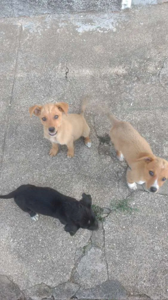 Cachorro ra a Vira lata com Cane Corso idade Abaixo de 2 meses nome Viralatinhas Cane Co