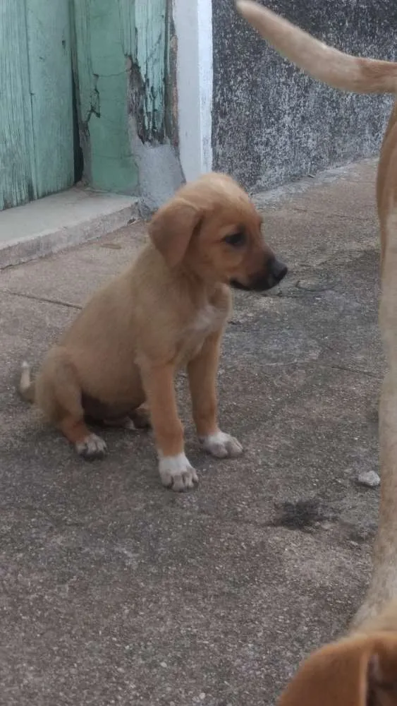 Cachorro ra a Vira lata com Cane Corso idade Abaixo de 2 meses nome Viralatinhas Cane Co