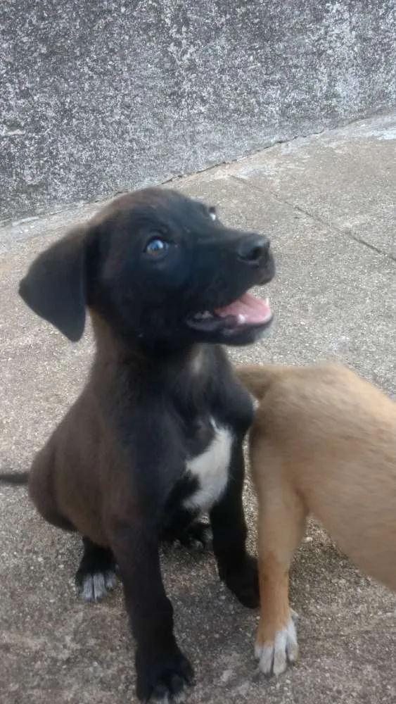 Cachorro ra a Vira lata com Cane Corso idade Abaixo de 2 meses nome Viralatinhas Cane Co