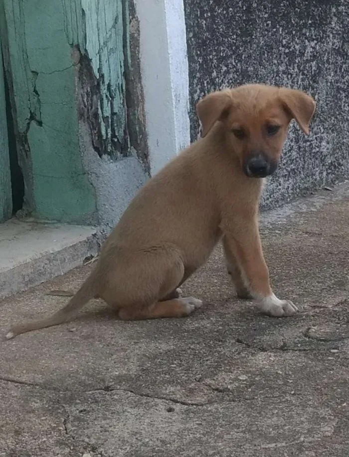 Cachorro ra a Vira lata com Cane Corso idade Abaixo de 2 meses nome Viralatinhas Cane Co