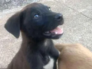 Cachorro raça Vira lata com Cane Corso idade Abaixo de 2 meses nome Viralatinhas Cane Co