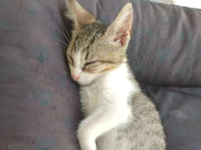 Gato raça Srd idade Abaixo de 2 meses nome Mause