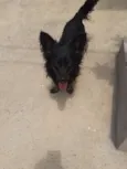Raposinha