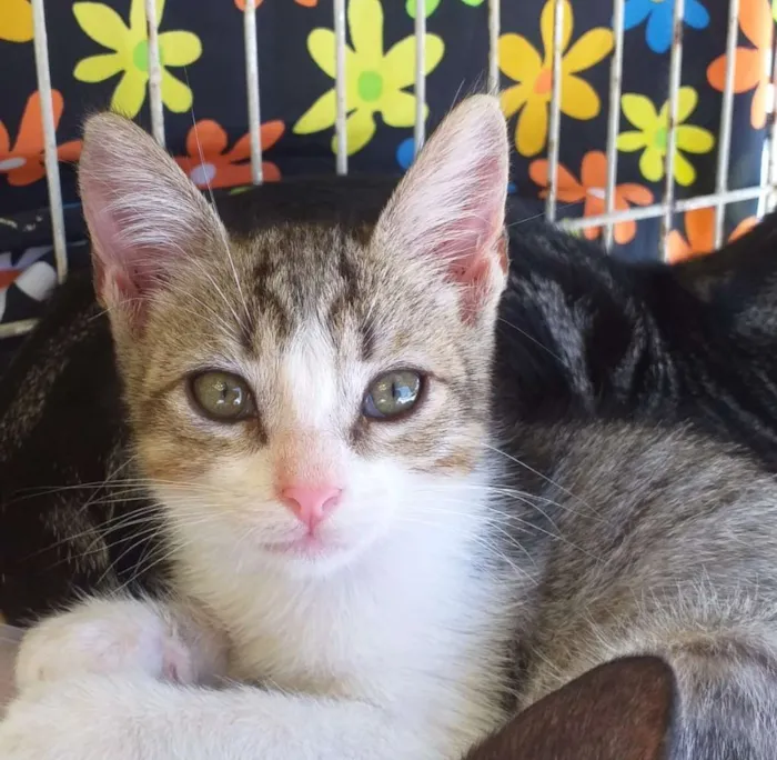 Gato raça Srd idade Abaixo de 2 meses nome Mause