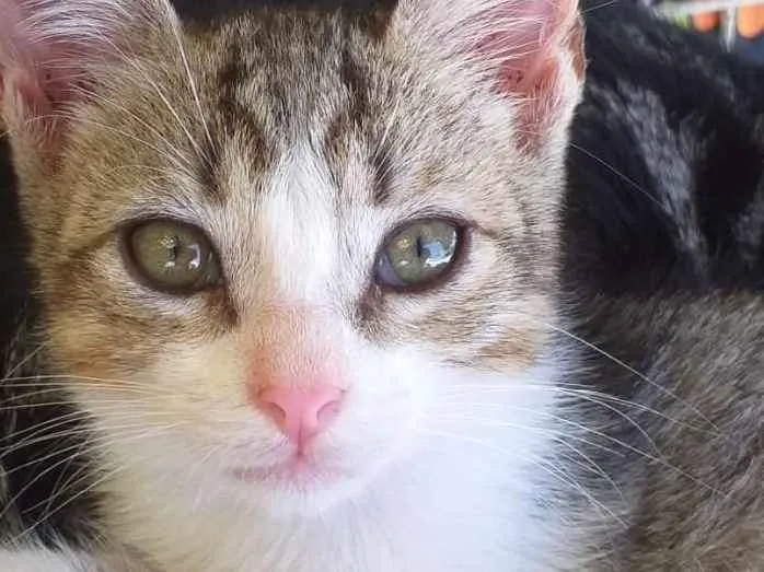 Gato raça Srd idade Abaixo de 2 meses nome Mause