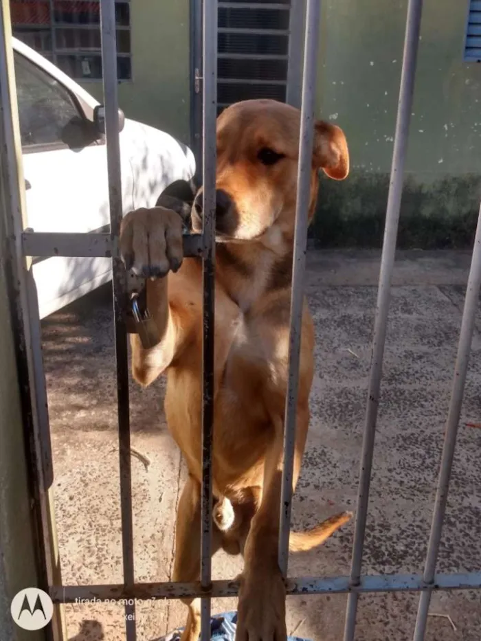 Cachorro ra a Misturado idade 7 a 11 meses nome Fred