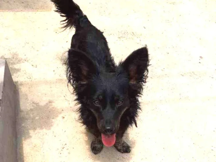 Cachorro ra a Srd idade 2 anos nome Raposinha