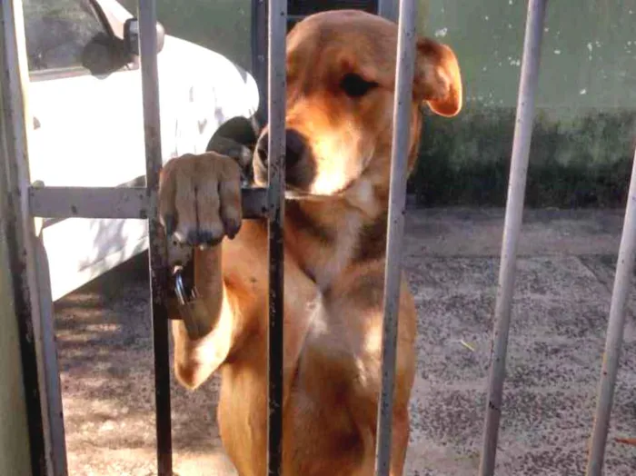 Cachorro ra a Misturado idade 7 a 11 meses nome Fred