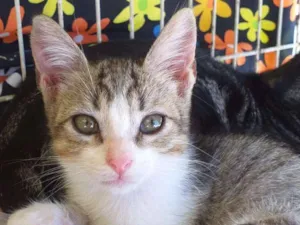 Gato raça Srd idade Abaixo de 2 meses nome Mause