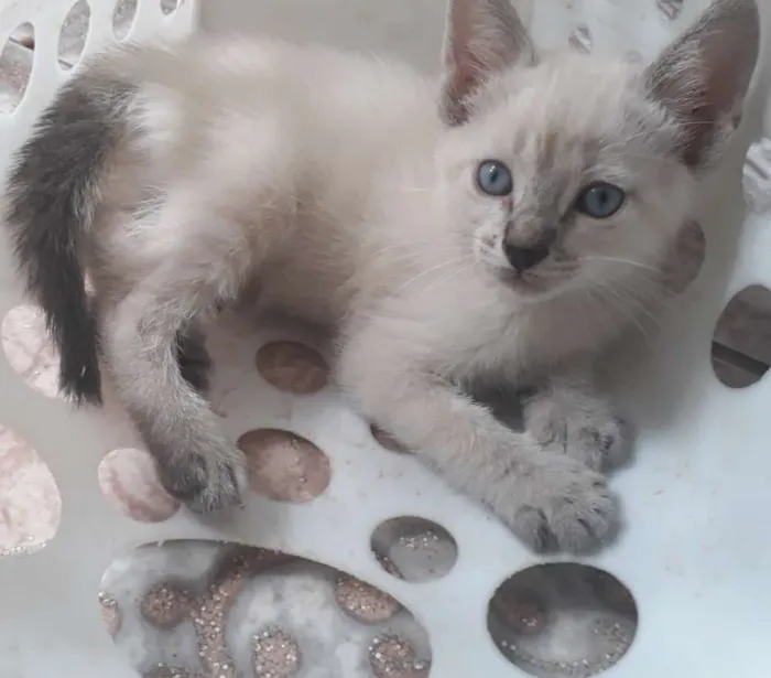 Gato ra a SRD idade Abaixo de 2 meses nome Sem nome