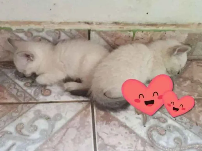 Gato ra a SRD idade Abaixo de 2 meses nome Sem nome
