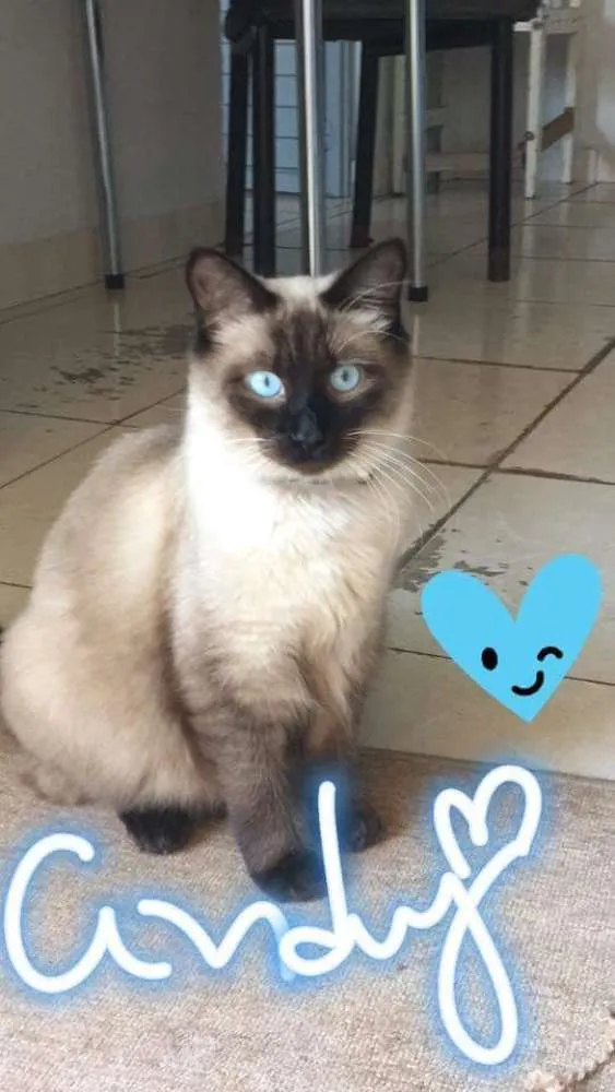 Gato ra a Siames idade 3 anos nome Andy