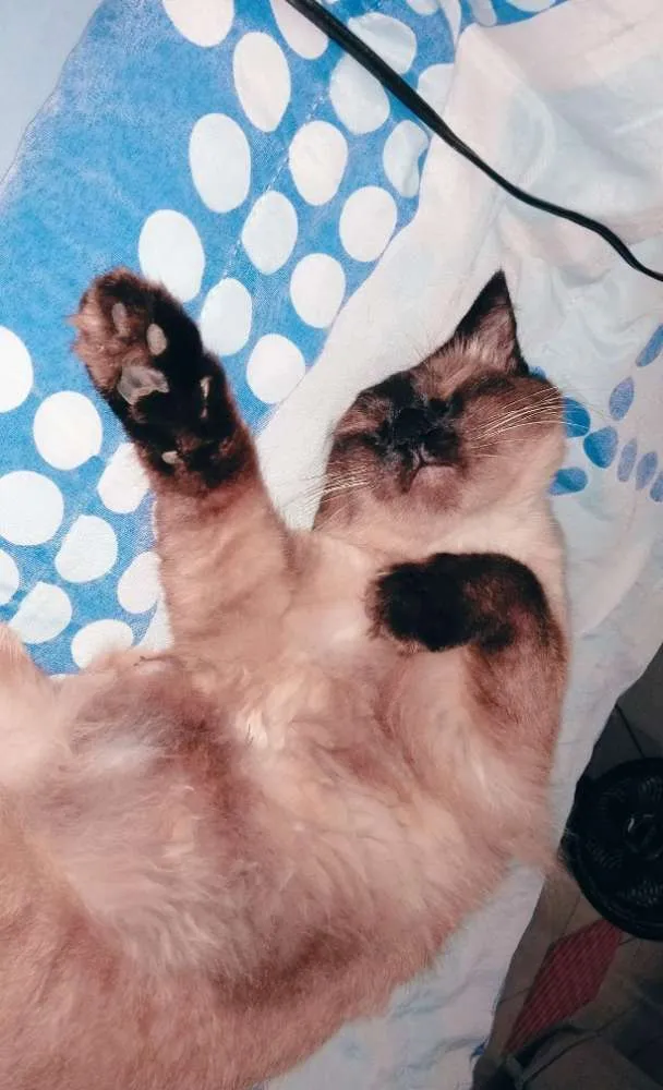 Gato ra a Siames idade 3 anos nome Andy