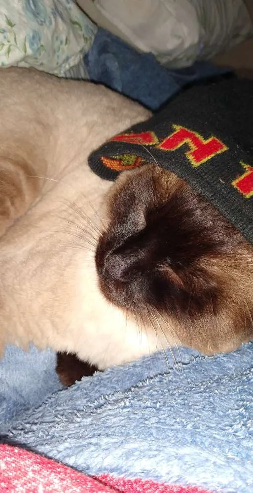 Gato ra a Siames idade 3 anos nome Andy
