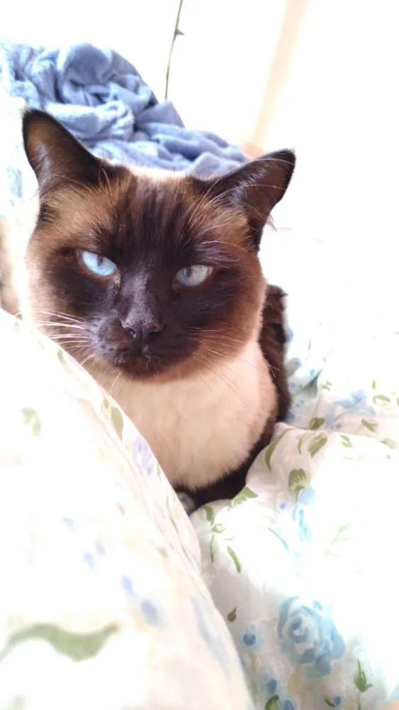 Gato ra a Siames idade 3 anos nome Andy