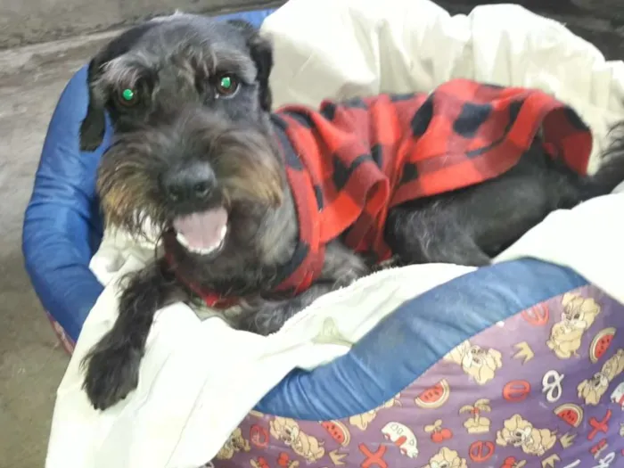 Cachorro ra a SRD idade 2 anos nome BENJAMIN
