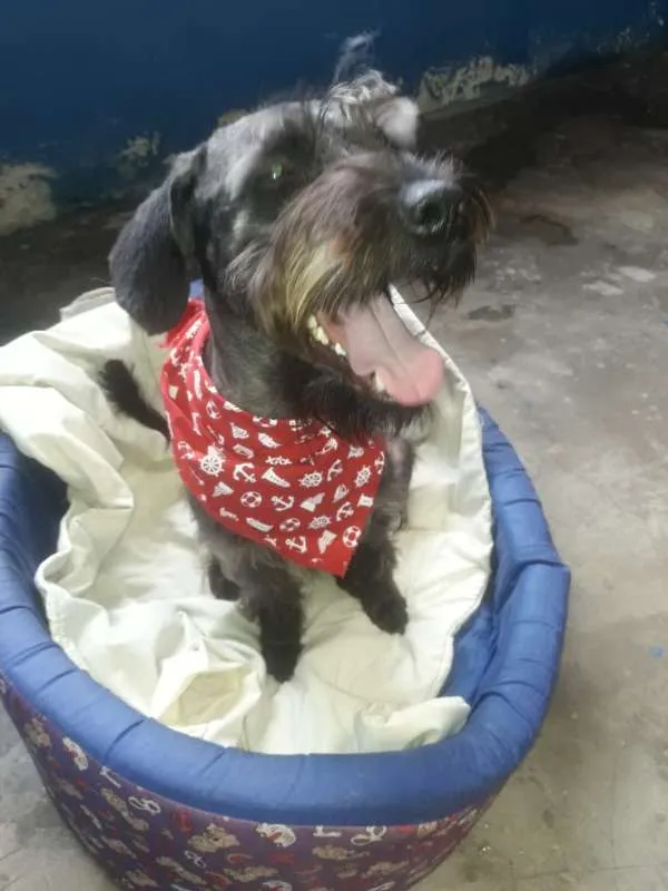 Cachorro ra a SRD idade 2 anos nome BENJAMIN