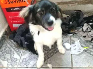 Cachorro raça Shitzu misturado com vira lata idade 7 a 11 meses nome Marley