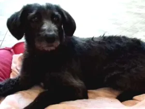 Cachorro raça SRD idade 3 anos nome PANDORA