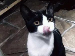 Gato raça Angorá idade 2 a 6 meses nome Mel
