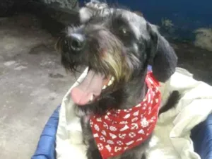Cachorro raça SRD idade 2 anos nome BENJAMIN