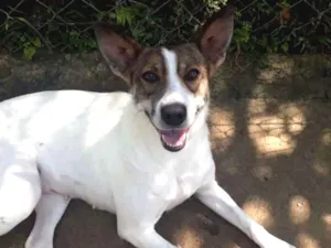 Cachorro raça SRD idade 2 anos nome MOANA