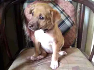 Cachorro raça SRD idade 2 a 6 meses nome 4bebezinhos