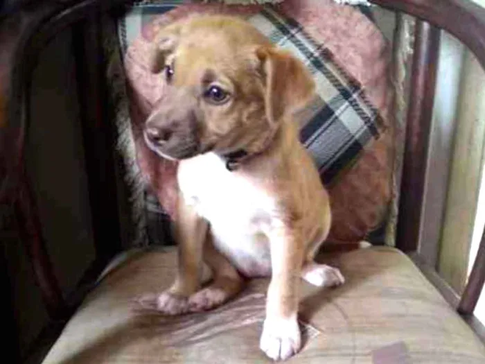 Cachorro ra a SRD idade 2 a 6 meses nome 4bebezinhos