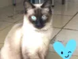Andy