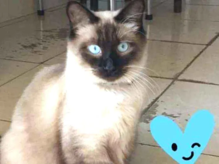 Gato ra a Siames idade 3 anos nome Andy