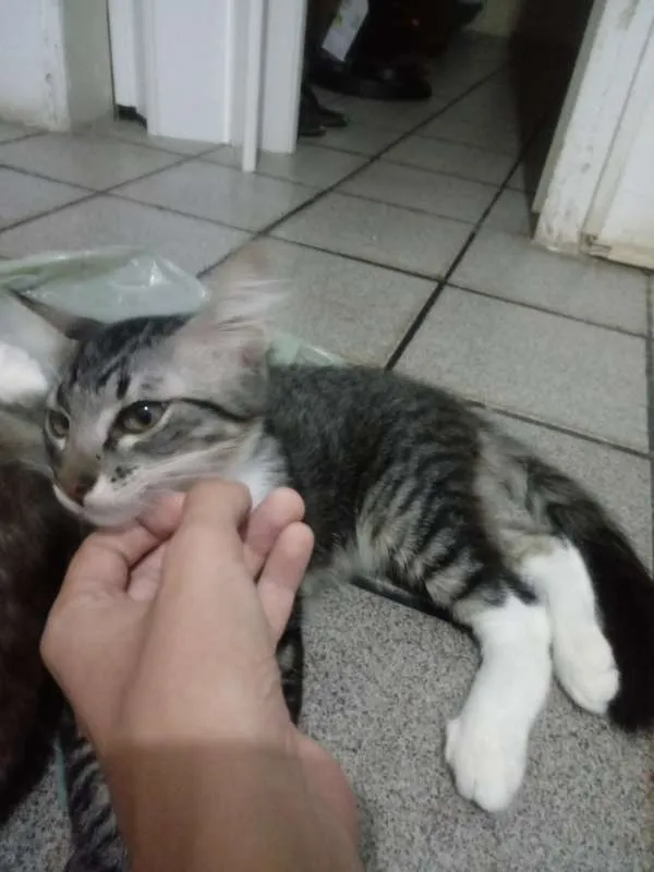 Gato ra a  idade 2 a 6 meses nome Scar