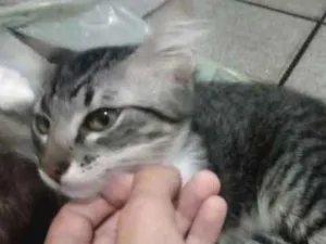 Gato raça  idade 2 a 6 meses nome Scar