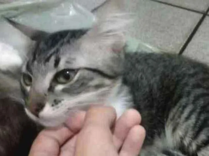 Gato ra a  idade 2 a 6 meses nome Scar