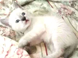 Gato raça SRD idade Abaixo de 2 meses nome Sem nome