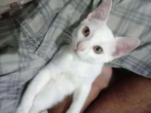 Gato raça  idade 2 a 6 meses nome Broken Tail