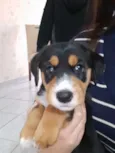Mel
