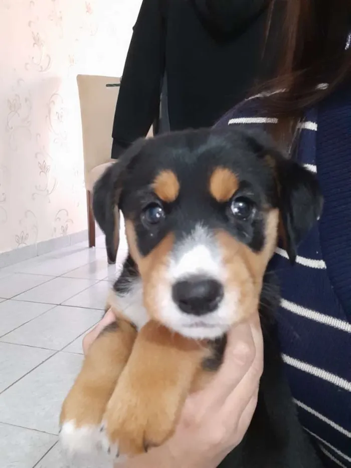 Cachorro ra a SRD idade 2 a 6 meses nome Mel