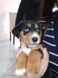 Mel