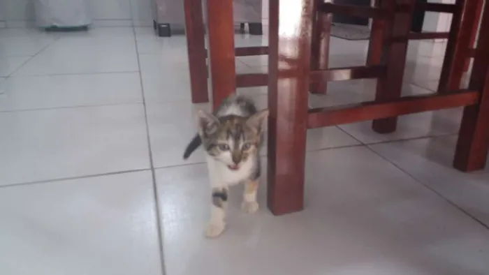 Gato ra a Não sei idade 2 a 6 meses nome Nino