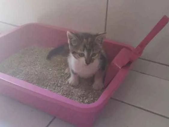 Gato ra a Não sei idade 2 a 6 meses nome Nino