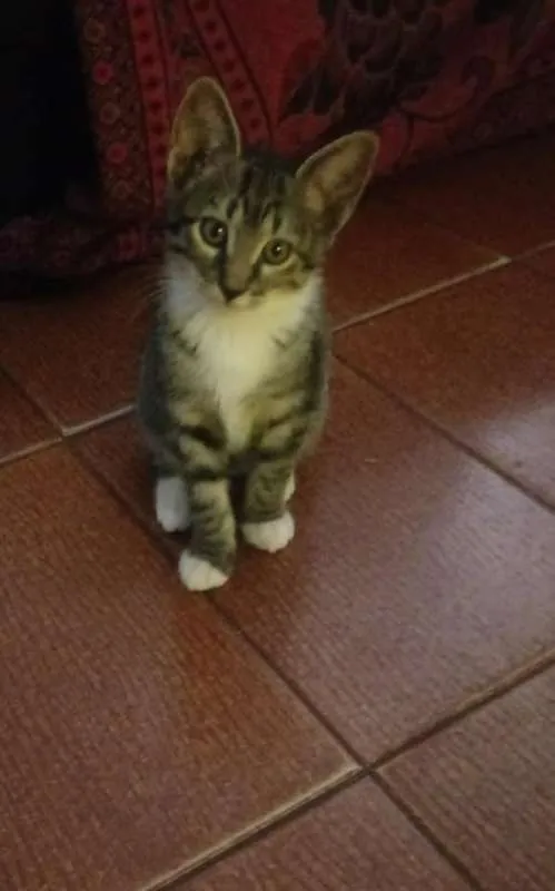 Gato raça  idade 2 a 6 meses nome Sem nome