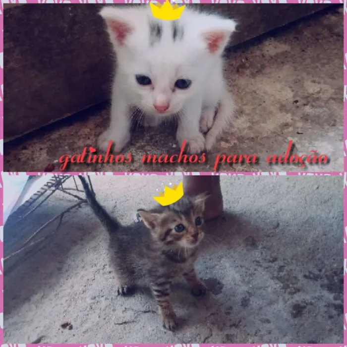 Gato raça Srd idade Abaixo de 2 meses nome Filhotes