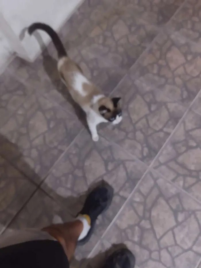 Gato ra a  idade  nome Não sei