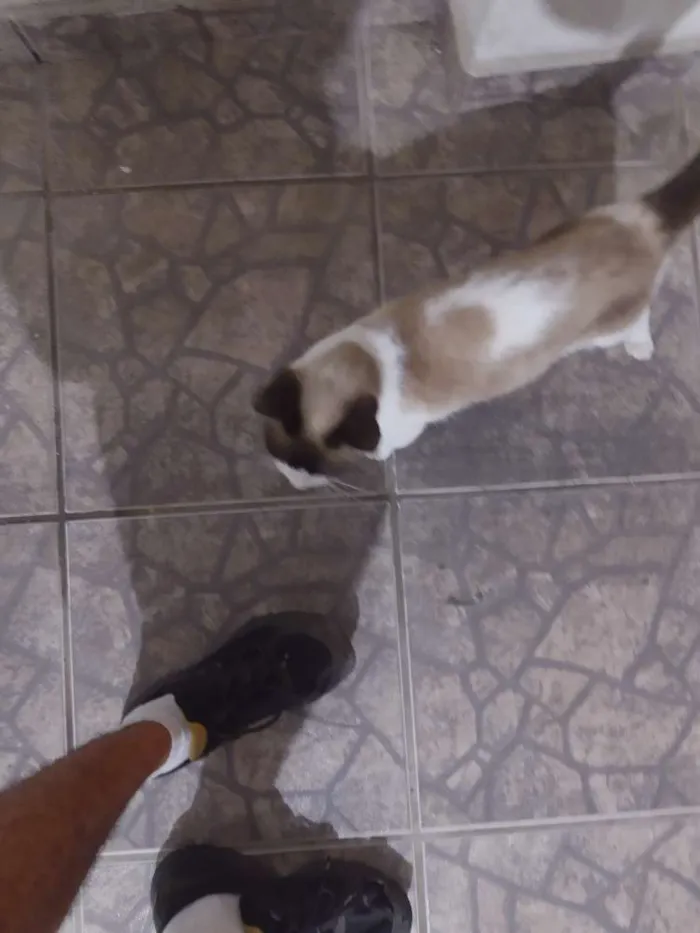 Gato ra a  idade  nome Não sei