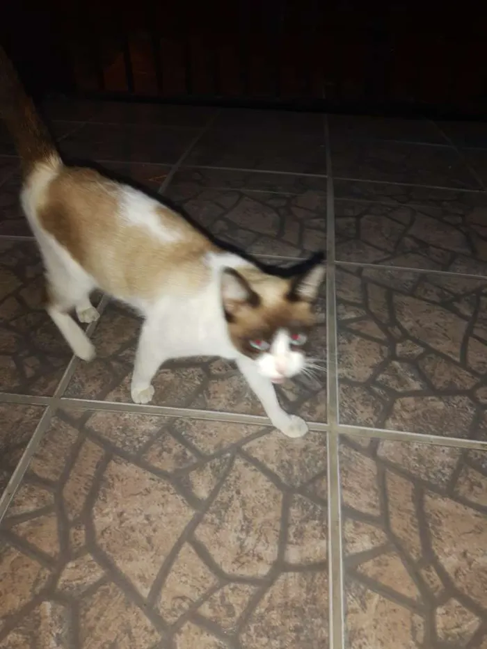 Gato ra a  idade  nome Não sei